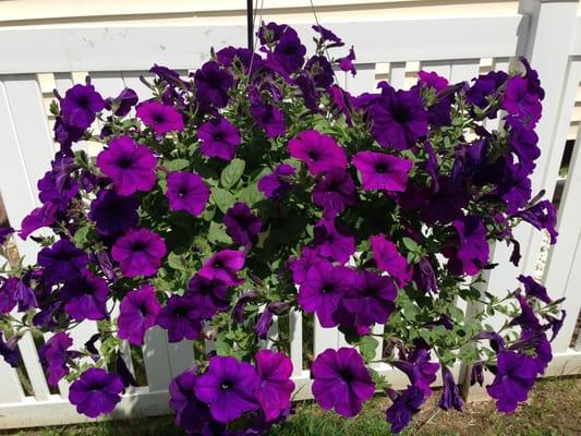 A well hung basket of Wave Petunias. Aren't they fabulous?