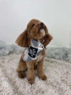 Pupper Club San Diego Dog Grooming