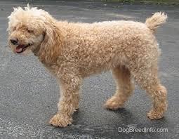 Our beloved apricot Miniature Poodle, Stewie, before Debbie groomed him.