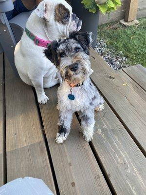 Mini schnauzer looking fly!