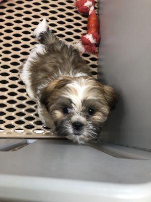 Little Shih Tzu