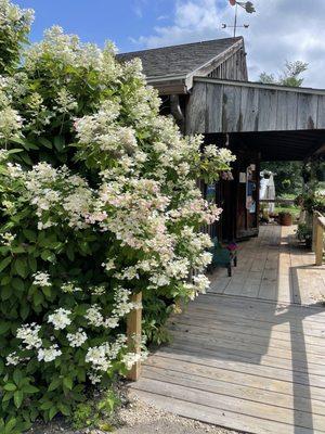 Fragrant jasmine?