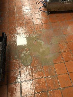 4/25/18
 This is the rotten stuff all over the floor today. Terrible place to work, no job is worth the abuse I have suffered today.