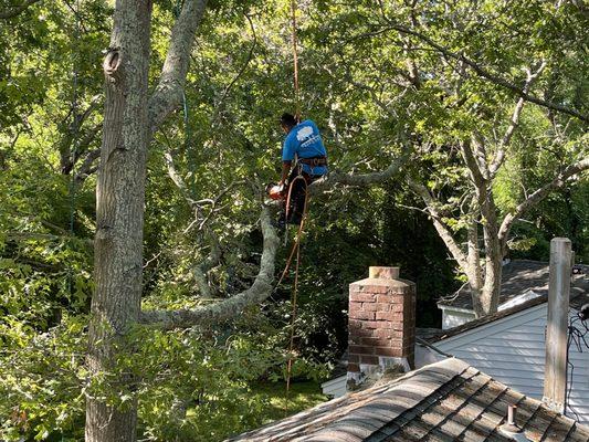 Treetola's Arbor Care Northfork