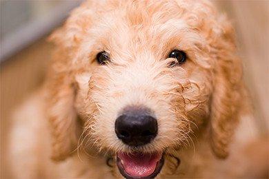 English Goldendoodle