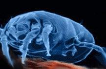 eliminate dust mites in your home