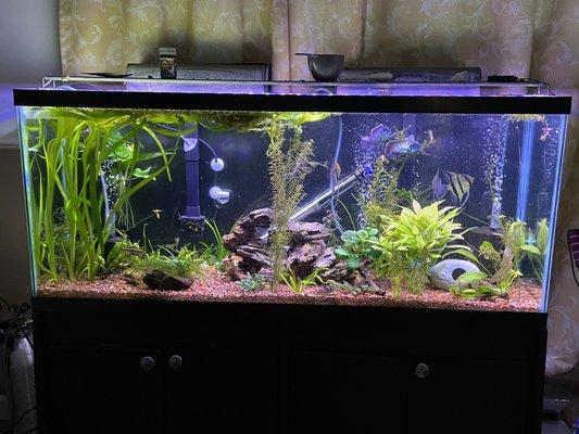 My 55 gallon tanked stocked with all plants I have got from Upscale Aquatics