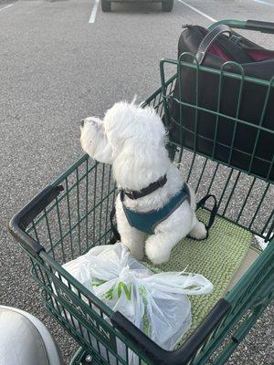 Dogs who are on their best behavior in Joann's Fabrics get treats when they get back to the car.