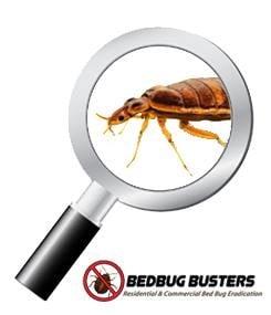 Virginia Beach & Norfolk Bed Bug Eradication