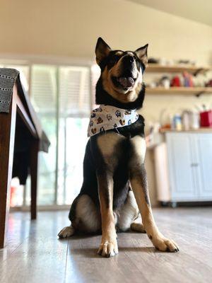 Ammo looking so handsome after his bath & de shedding