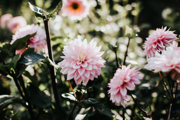 farm grown dahlias