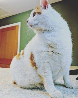 Checking out the exam room, where he was greeted with a warm hello and head scratches.