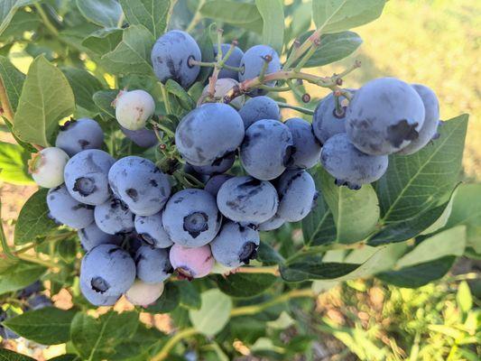 Blueberries on the bush