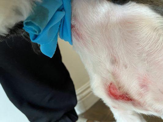 Terrible Dog Groomers! They butchered my poor dog! Terrible Customer Service