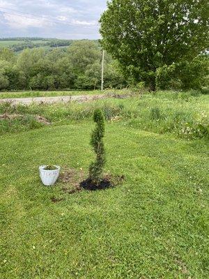 Mulching and planting bushes