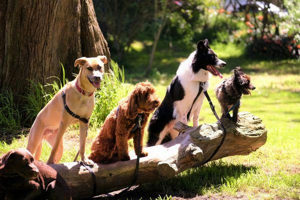 Canine Love DayCare