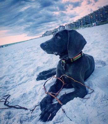 Picture of one of our Blue Weimaraner pups sent by her family. This is Iris on the beach in Florida