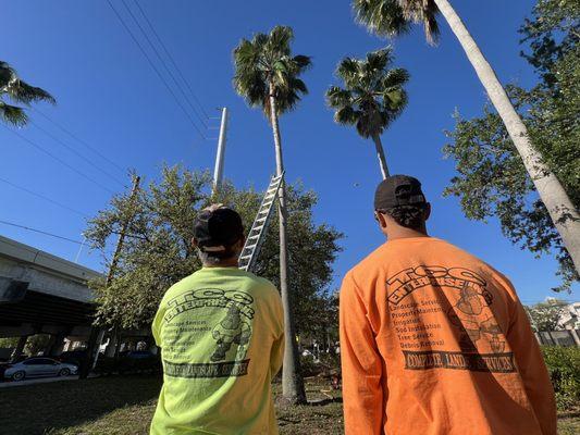 Palm tree trimming