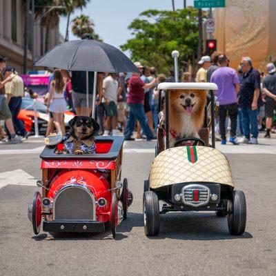 Custom-made luxury dog strollers for small dogs with big personalities