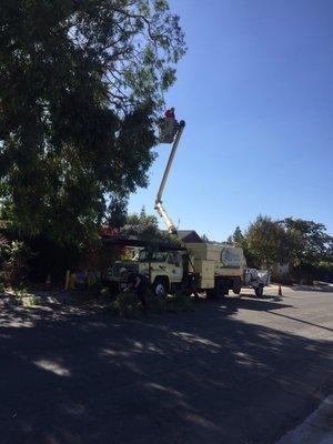 Our eucalyptus tree was overgrown with leaves and branches.  Considerate Tree Care was called to trim it to a safe caring amount.