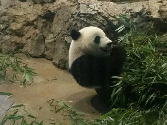 Pandas are cool@ Brew in the Zoo!