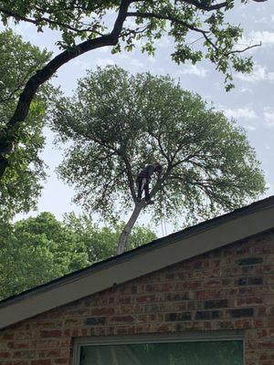 Another tree being safely taken down. Yes, that man is up the tree!