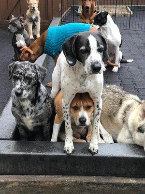 Dog daycare | Dog Boarding | Dog Walkers | 60622 | West Town | Ukrainian Village | Best dog daycare in Chicago | Best dog walking service |