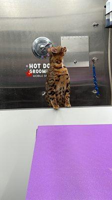 Bengal cat deshed bath