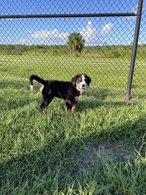 Joey enjoying the dog park