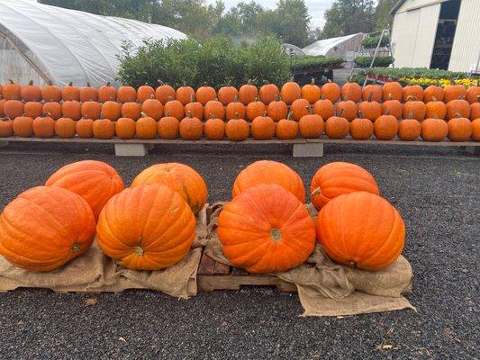 McCauley's Farm And Garden