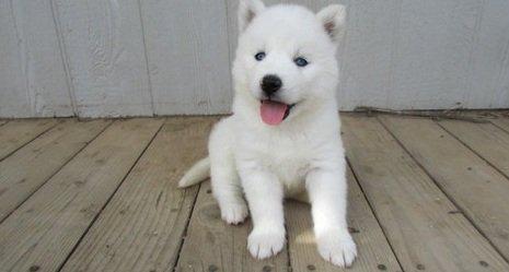 WHITE HUSKY FEMALE