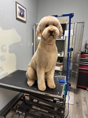 Perfect cut for golden doodle