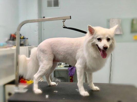 Foxy gets a lions cut!