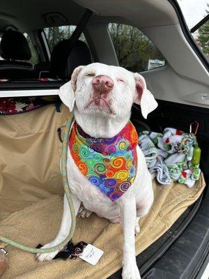 Feeling the wind in her freshly cleaned fur!