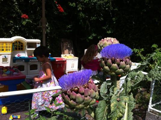 Artichoke flowers