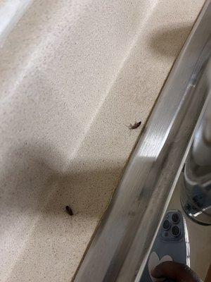 Beg bugs in the room and roaches in the kitchen area.. there were more .. those are just pictures I took though.. please be careful!!!