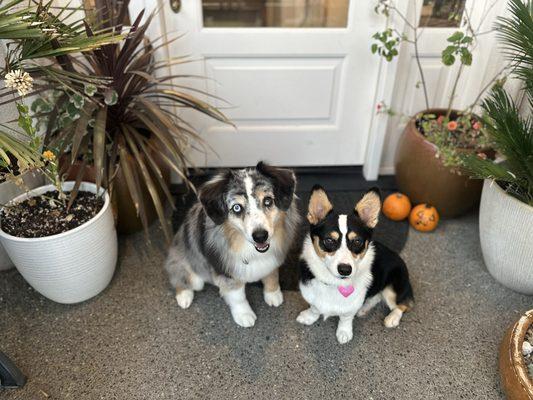 Mini Aussie and Corgi