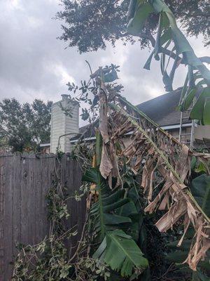 Broken banana trees