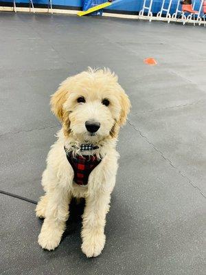 Puppy training with Cadbury