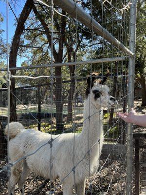 Alpaca that you can feed