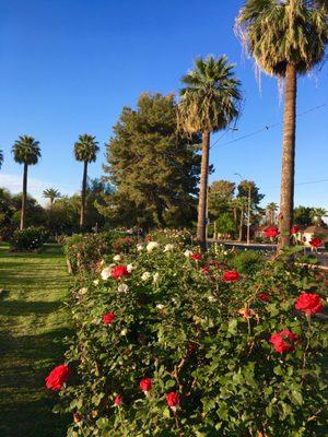 Encanto Park Rose Garden