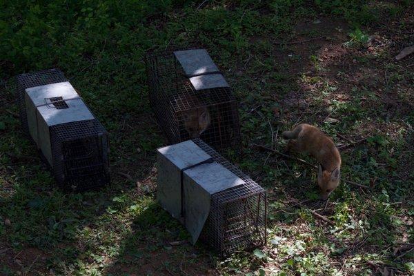 Family of Foxes