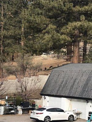 A family of deers we spotted right outside while eating breakfast