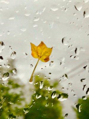 Photo with a leaf