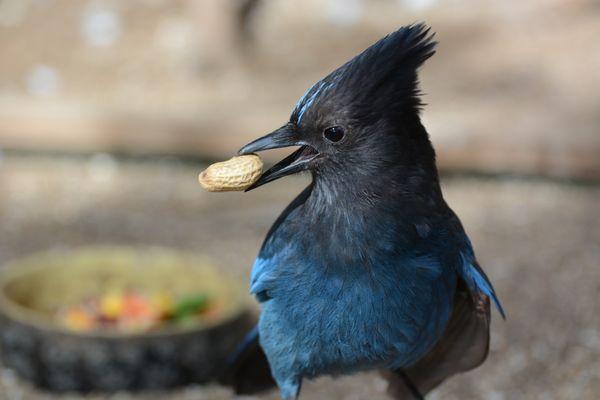 Stella, the BMW resident Steller's Jay.