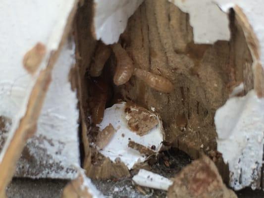 Drywood termites exposed inside a door jamb