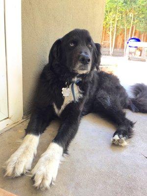 Almond is kicking back after a log day of playing with the River Dog pack...