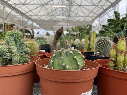 Some of their cacti selections!