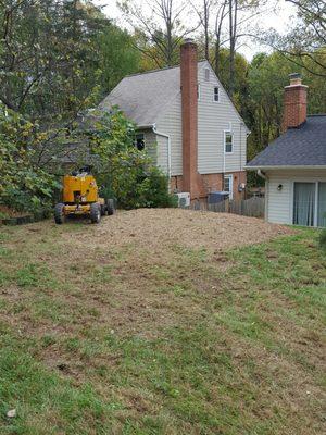 After stump ground and tree removed