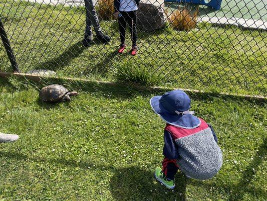 At one of the fields, a summer school group brought some turtles to show the kids.